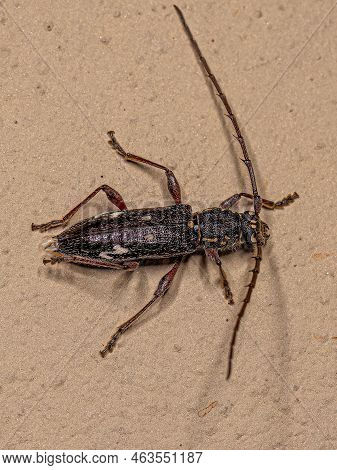 Adult Typical Longhorn Beetle Of The Species Ambonus Interrogationis