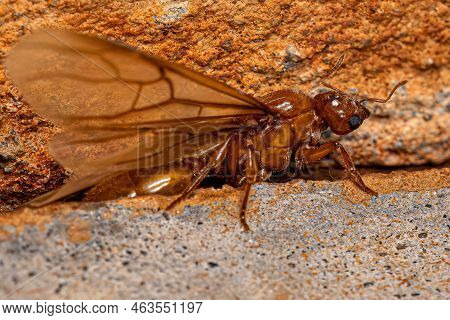 Adult Female Winged Thief Queen Ant Of The Genus Carebara