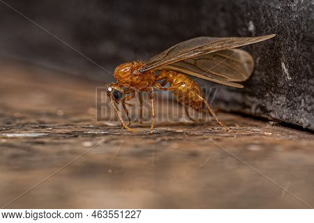 Adult Male Winged Thief Ant Of The Genus Carebara