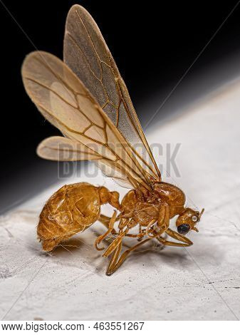 Dead Adult Male Winged Thief Ant Of The Genus Carebara