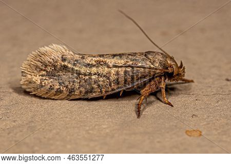 Adult Grass Tubeworm Moth Of The Family Tineidae