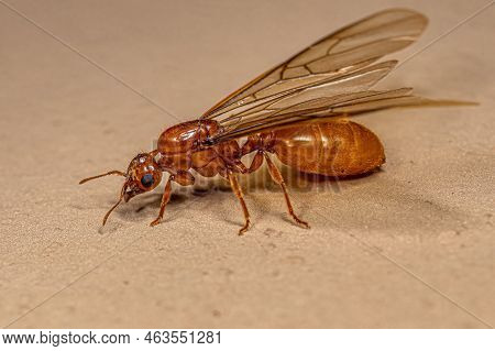 Adult Female Winged Thief Queen Ant Of The Genus Carebara
