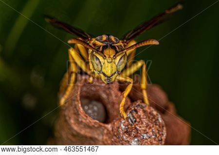 Adult Long-waisted Paper Wasp Of The Genus Mischocyttarus