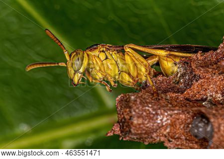 Adult Long-waisted Paper Wasp Of The Genus Mischocyttarus