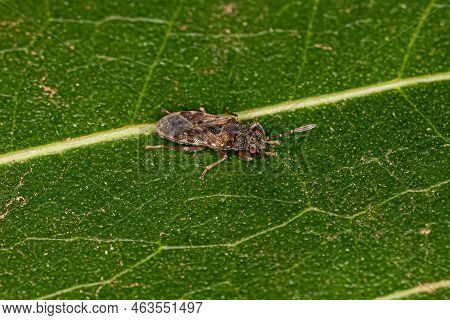 Adult Dirt-colored Seed Bug Of The Subfamily Rhyparochrominae