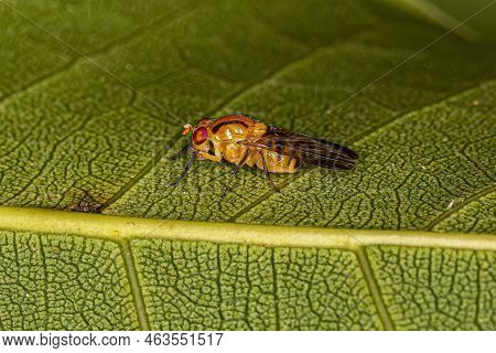 Adult Lauxaniid Fly Of The Genus Neoxangelina