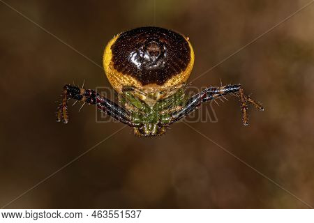 Adult Female Pelargonium Flower Spider Of The Genus Synema