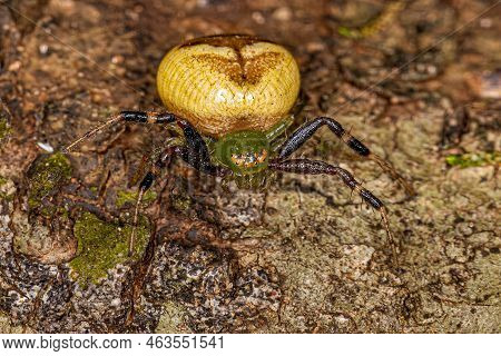Adult Female Pelargonium Flower Spider Of The Genus Synema