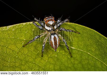 Adult Female Jumping Spider Of The Genus Chira