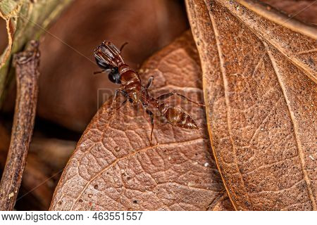 Adult Female Twig Ant Of The Genus Pseudomyrmex Carrying Another Ant Of The Same Species