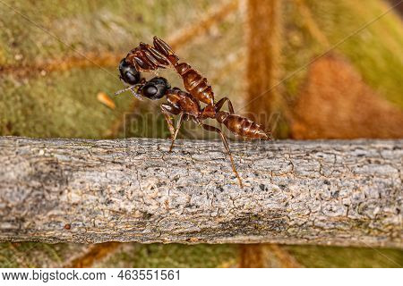 Adult Female Twig Ant Of The Genus Pseudomyrmex Carrying Another Ant Of The Same Species