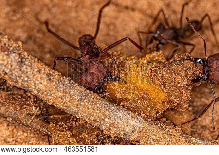 Adult Atta Leaf-cutter Ants Of The Genus Atta Eating Leftover Mamgaba Fruit Lying On The Ground
