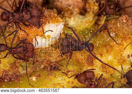 Adult Atta Leaf-cutter Ants Of The Genus Atta Eating Leftover Mamgaba Fruit Lying On The Ground