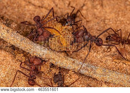 Adult Atta Leaf-cutter Ants Of The Genus Atta Eating Leftover Mamgaba Fruit Lying On The Ground