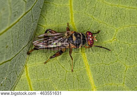 Adult Acalyptrate Fly Of The Family Richardiidae