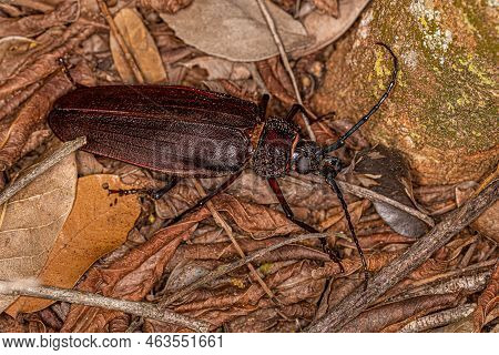 Adult Giant Prionid Beetle Of The Genus Ctenoscelis