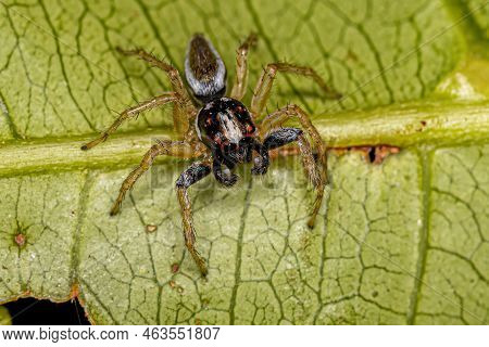 Adult Male Jumping Spider Of The Genus Chira