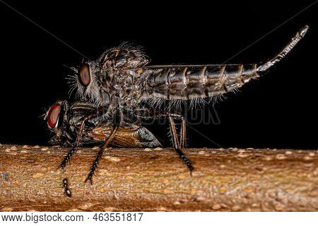Adult Female Robber Fly Of The Subfamily Asilinae