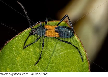 Adult Typical Longhorn Beetle Of The Species Chrysoprasis Basalis