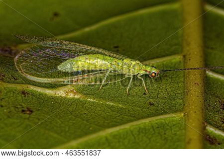 Adult Typical Green Lacewing Of The Genus Ceraeochrysa