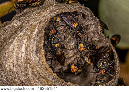 Adult Long-waisted Honey Wasps Of The Species Polybia Erythrothorax