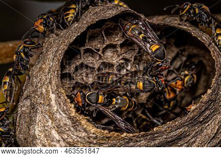 Adult Long-waisted Honey Wasps Of The Species Polybia Erythrothorax