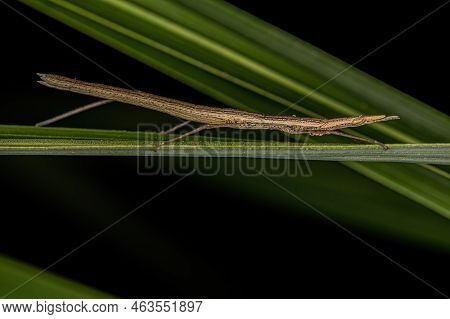 Neotropical Stick Grasshopper Of The Family Proscopiidae