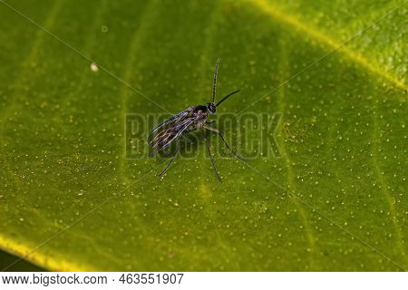 Adult Dark-winged Fungus Gnat Of The Family Sciaridae