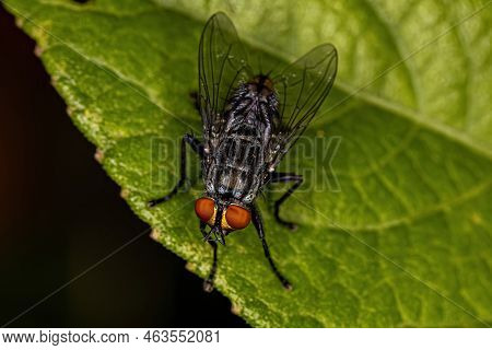 Adult Flesh Fly Of The Family Sarcophagidae