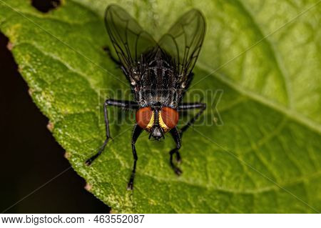 Adult Flesh Fly Of The Family Sarcophagidae