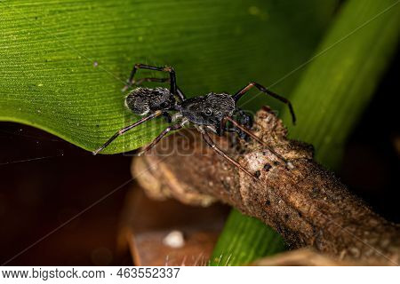 Male Adult Jumping Spider Of The Genus Sarinda That Mimics Carpenter Ants Of The Genus Camponotus