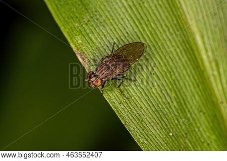 Adult Shore Fly Of The Family Ephydridae