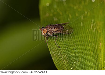 Adult Shore Fly Of The Family Ephydridae