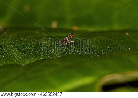 Adult Long-legged Fly Of The Family Dolichopodidae