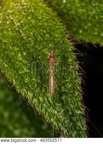 Adult Stilt Bug Of The Family Berytidae