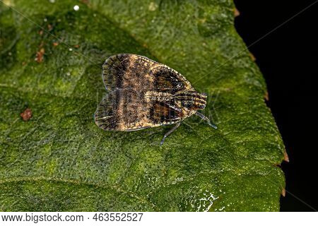 Adult Small Planthopper Of The Genus Bothriocera