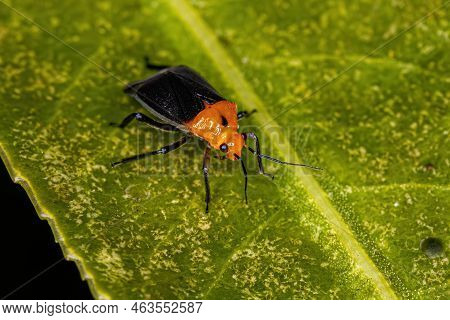 Adult Plant Bug Of The Family Miridae