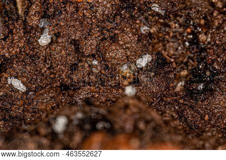 Small Adult Myrmicine Ants Of The Subfamily Myrmicinae