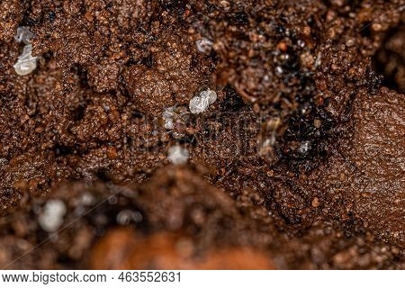 Small Adult Myrmicine Ants Of The Subfamily Myrmicinae