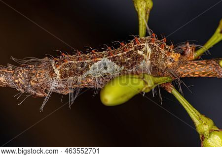 Small Butterfly Caterpillar Of The Tribe Riodinini