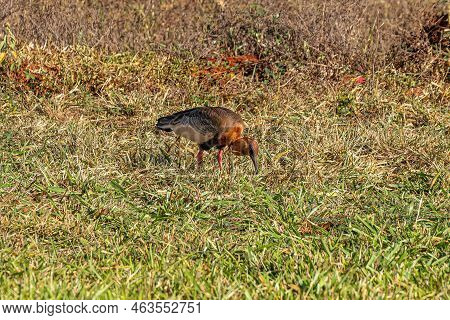 Buff Necked Ibis Of The Species Theristicus Caudatus