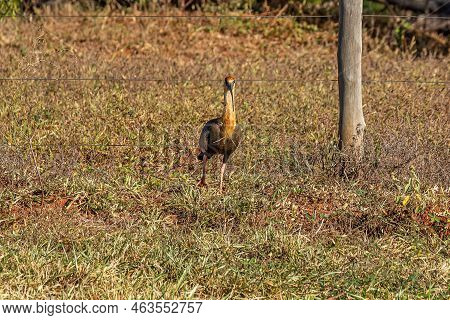 Buff Necked Ibis Of The Species Theristicus Caudatus