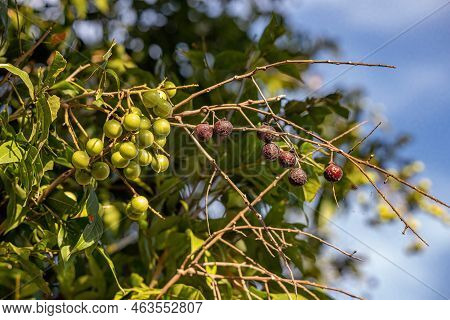 Wingleaf Soapberry Fruits Of The Species Sapindus Saponaria With Selective Focus
