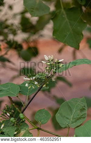 Flowering Plant Of The Species Solanum Paniculatum Commonly Known As Jurubeba A Nightshade Common In