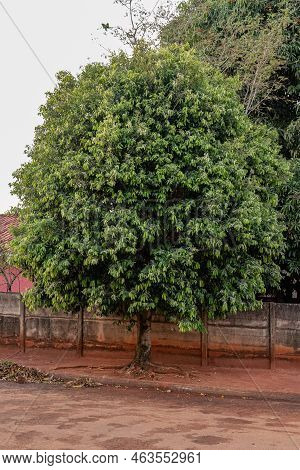 Foliage Of The South American Plant Called Oiti Of The Species Licania Tomentosa