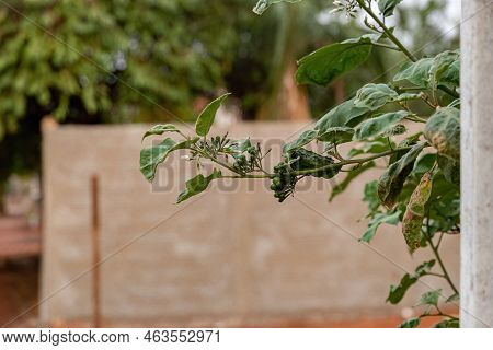 Flowering Plant Of The Species Solanum Paniculatum Commonly Known As Jurubeba A Nightshade Common In