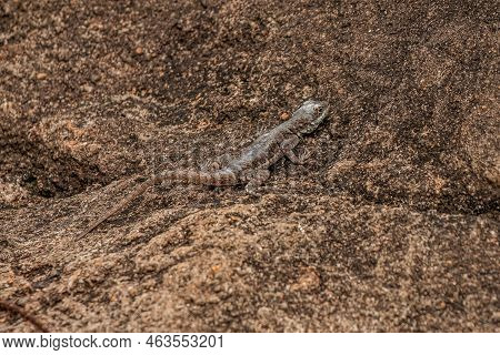 Small Ground Lizard Of The Genus Tropidurus