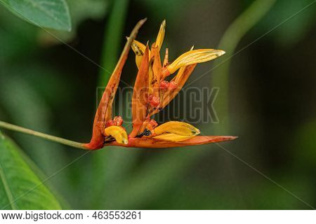 Flowering Angiosperm Plant Of The Species Heliconia Hirsuta