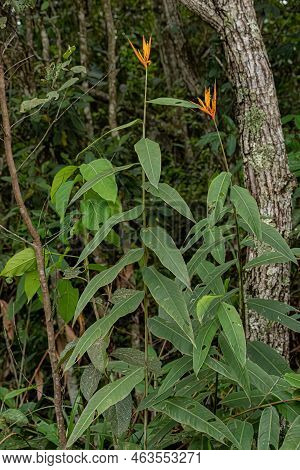Flowering Angiosperm Plant Of The Species Heliconia Hirsuta