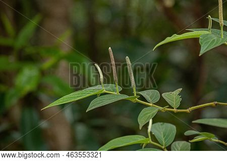 Pepper Angiosperm Plant Of The Genus Piper